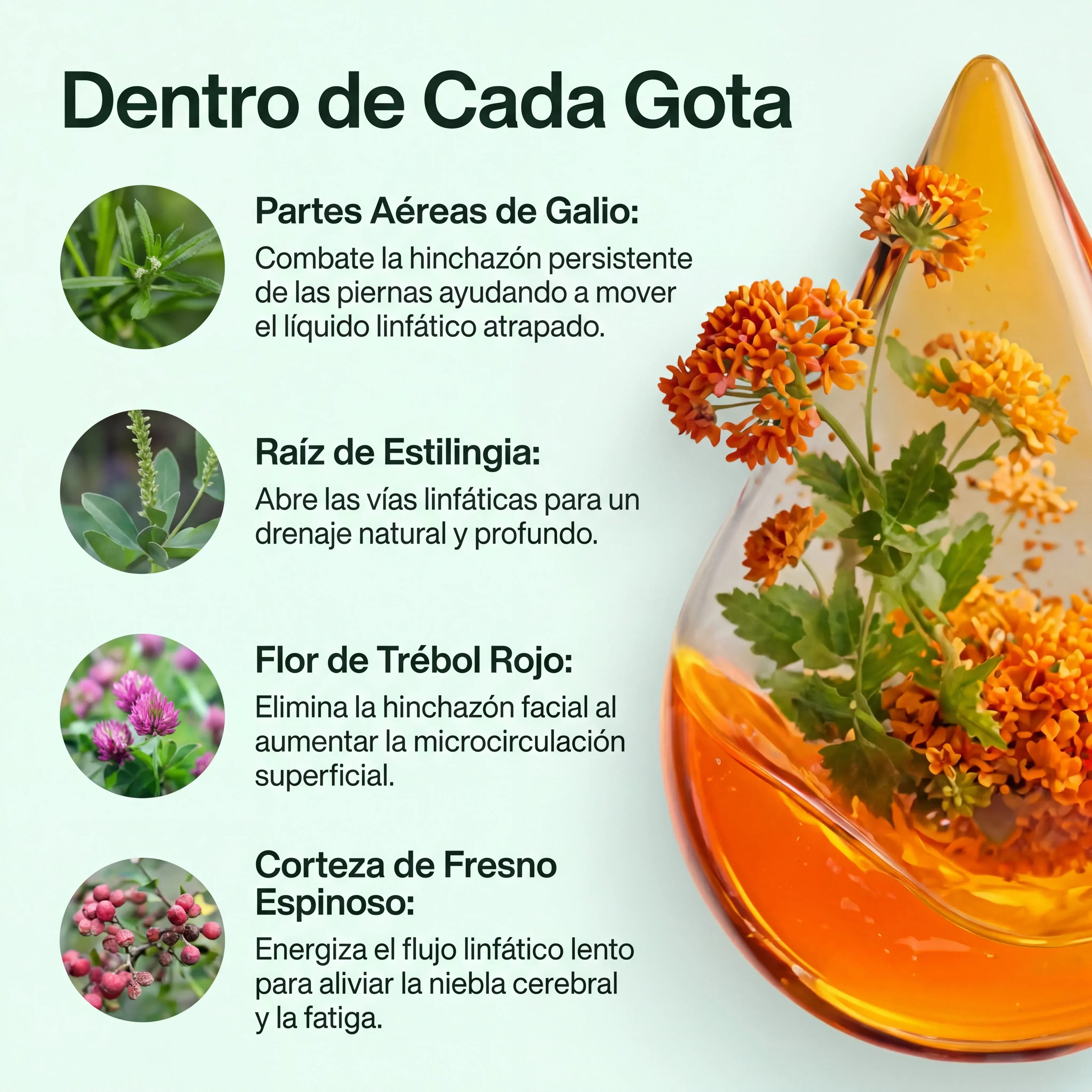 Drena+ Gotas Naturales — Drenaje Linfático